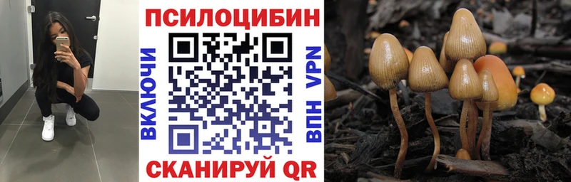 shop наркотические препараты  сколько стоит  Буинск  Псилоцибиновые грибы Cubensis 